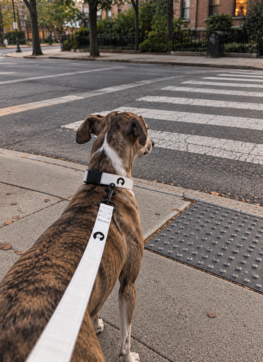MAMGPets Signature Collar & Leash Set